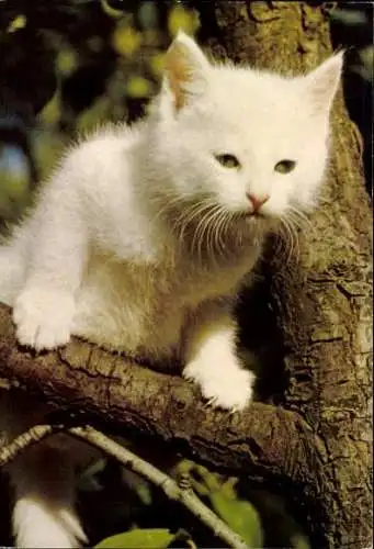 Set von 27 AK Baby Katze, diverse Ansichten