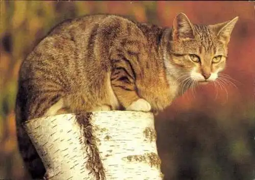 Set von 27 AK Baby Katze, diverse Ansichten