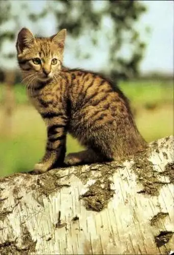 Set von 27 AK Baby Katze, diverse Ansichten