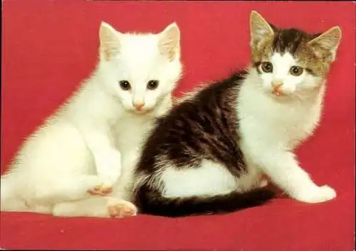 Set von 27 AK Baby Katze, diverse Ansichten