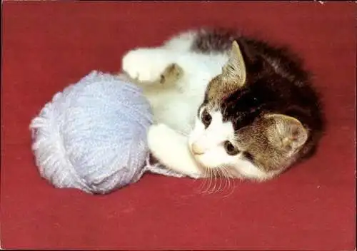 Set von 27 AK Baby Katze, diverse Ansichten