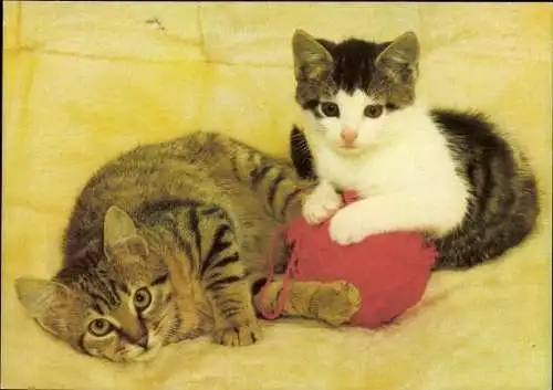 Set von 27 AK Baby Katze, diverse Ansichten