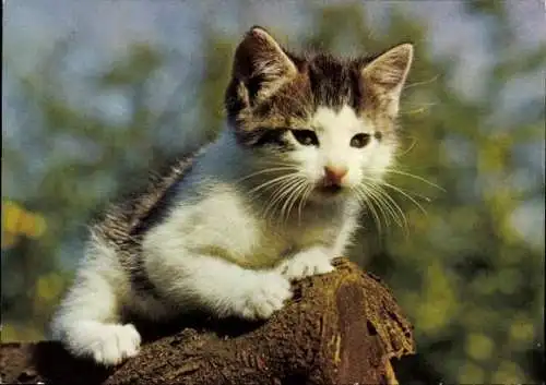 Set von 27 AK Baby Katze, diverse Ansichten