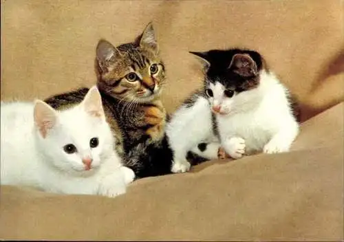 Set von 27 AK Baby Katze, diverse Ansichten