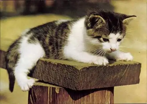 Set von 27 AK Baby Katze, diverse Ansichten