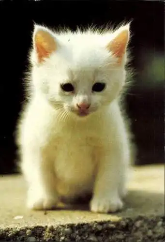 Set von 27 AK Baby Katze, diverse Ansichten