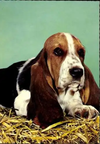 Set von 65 AK Hunde, diverse Ansichten 