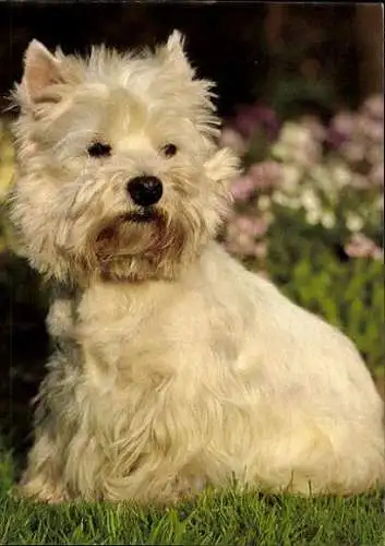 Set von 65 AK Hunde, diverse Ansichten 