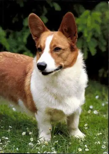 Set von 65 AK Hunde, diverse Ansichten 