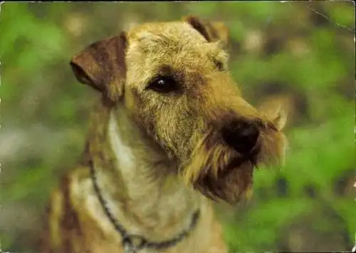 Set von 65 AK Hunde, diverse Ansichten 