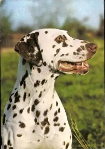 Set von 65 AK Hunde, diverse Ansichten 