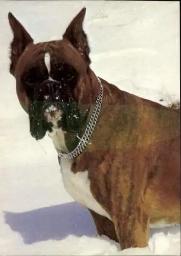 Set von 65 AK Hunde, diverse Ansichten 