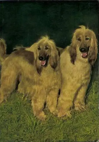 Set von 65 AK Hunde, diverse Ansichten 