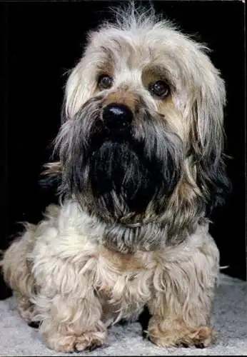 Set von 65 AK Hunde, diverse Ansichten 