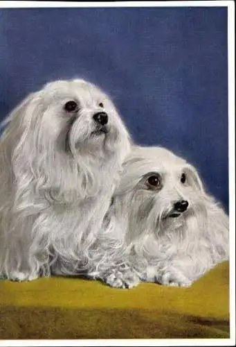 Set von 65 AK Hunde, diverse Ansichten 