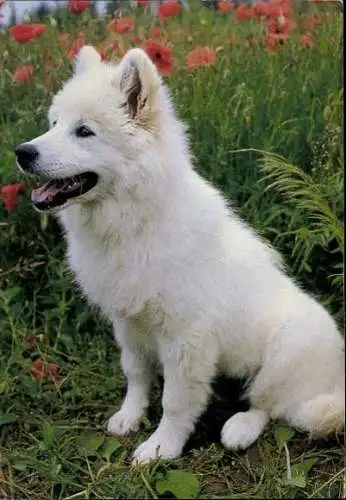 Set von 65 AK Hunde, diverse Ansichten 