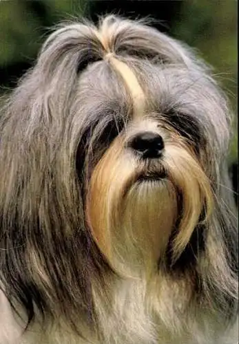 Set von 65 AK Hunde, diverse Ansichten 