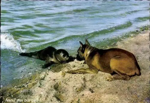 Set von 65 AK Hunde, diverse Ansichten 