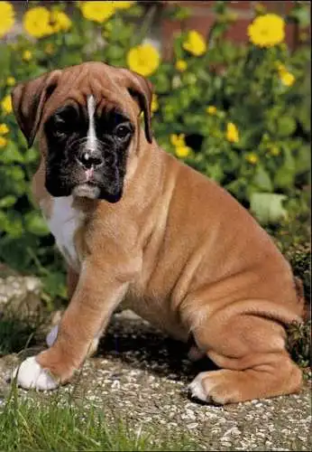 Set von 65 AK Hunde, diverse Ansichten 