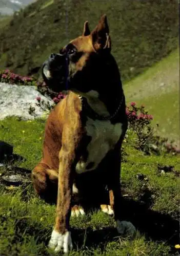 Set von 65 AK Hunde, diverse Ansichten 