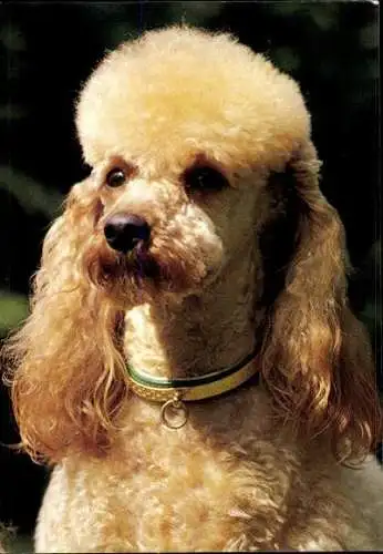 Set von 65 AK Hunde, diverse Ansichten 