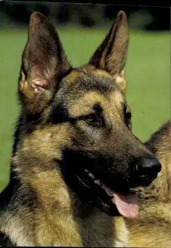 Set von 65 AK Hunde, diverse Ansichten 