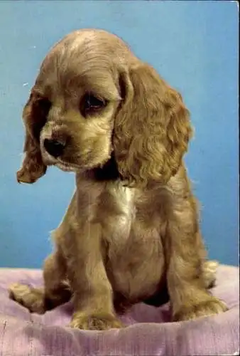 Set von 65 AK Hunde, diverse Ansichten 