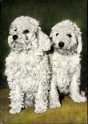 Set von 65 AK Hunde, diverse Ansichten 