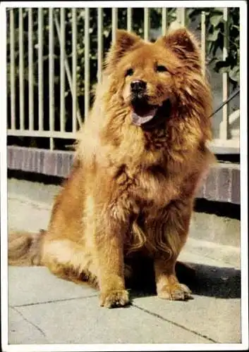 Set von 65 AK Hunde, diverse Ansichten 