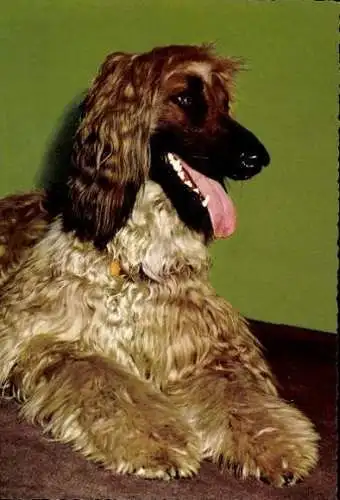 Set von 65 AK Hunde, diverse Ansichten 