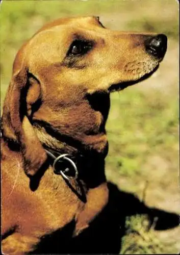 Set von 65 AK Hunde, diverse Ansichten 