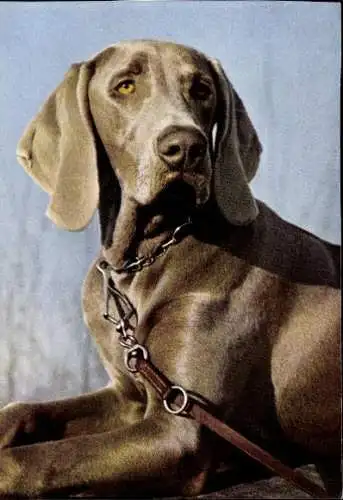 Set von 65 AK Hunde, diverse Ansichten 