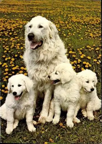 Set von 65 AK Hunde, diverse Ansichten 