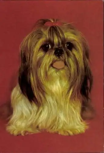 Set von 65 AK Hunde, diverse Ansichten 