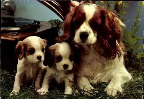 Set von 65 AK Hunde, diverse Ansichten 