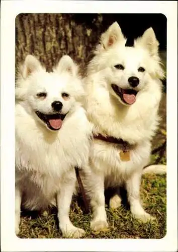 Set von 65 AK Hunde, diverse Ansichten 