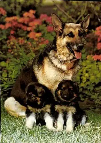 Set von 65 AK Hunde, diverse Ansichten 