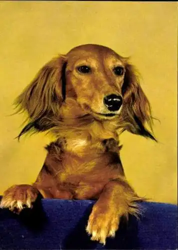 Set von 65 AK Hunde, diverse Ansichten 