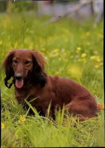 Set von 65 AK Hunde, diverse Ansichten 