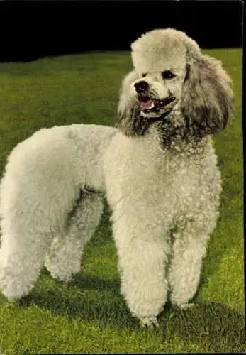 Set von 65 AK Hunde, diverse Ansichten 