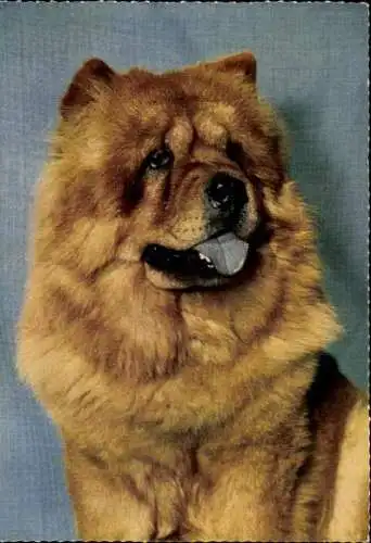 Set von 65 AK Hunde, diverse Ansichten 