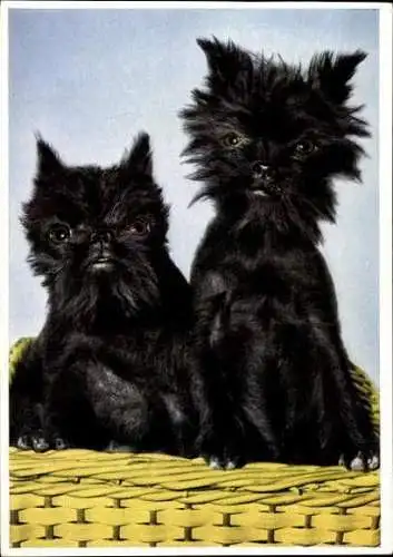 Set von 65 AK Hunde, diverse Ansichten 