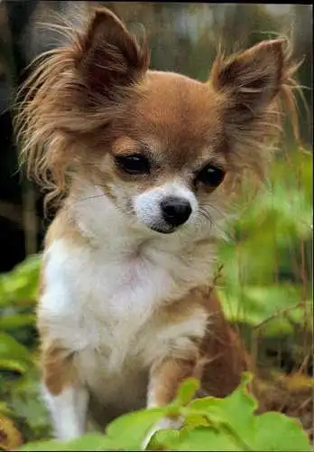 Set von 65 AK Hunde, diverse Ansichten 