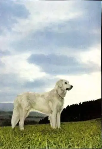 Set von 65 AK Hunde, diverse Ansichten 