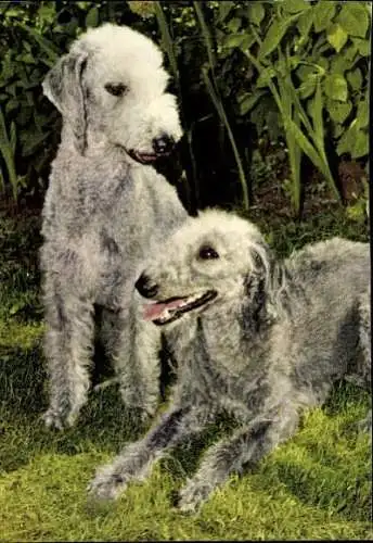 Set von 65 AK Hunde, diverse Ansichten 