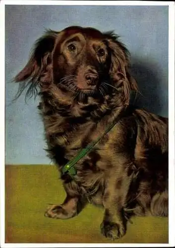 Set von 65 AK Hunde, diverse Ansichten 