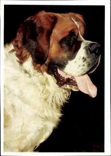 Set von 65 AK Hunde, diverse Ansichten 