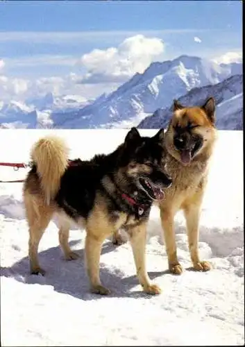 Set von 65 AK Hunde, diverse Ansichten 