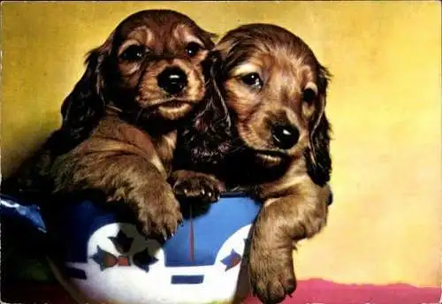 Set von 65 AK Hunde, diverse Ansichten 