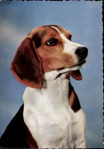 Set von 65 AK Hunde, diverse Ansichten 